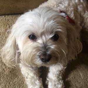 Meet your Posher, Marilyn